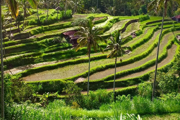 Discover Lovina and sekumpul waterfall - Image 4