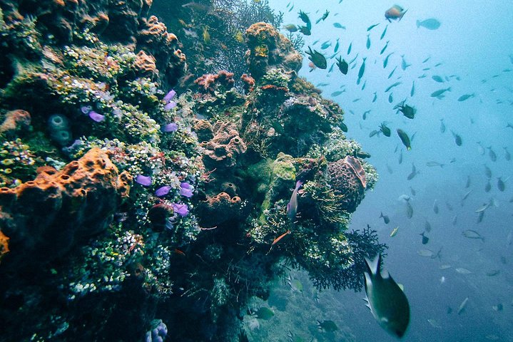 Dive at Tulamben Bali USS Liberty Ship Wreck  - Image 3