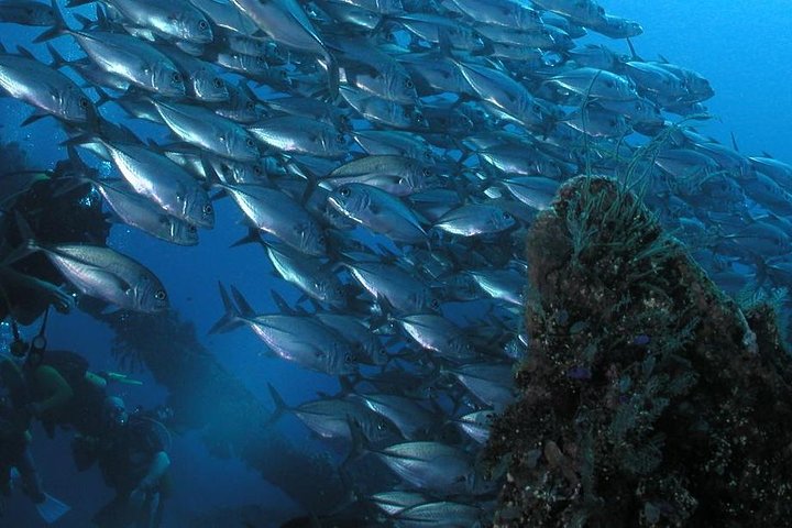 Dive at Tulamben Bali USS Liberty Ship Wreck  - Image 4