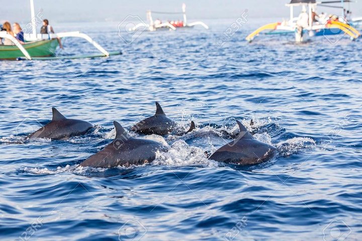 Full-Day Bali Highlights with Dolphin Tour - Image 1