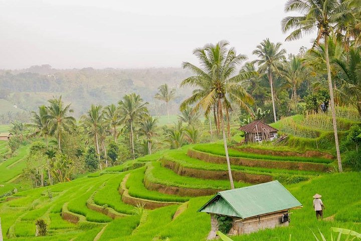 Full Day Private Tour in North Bali with Free WiFi - Image 3