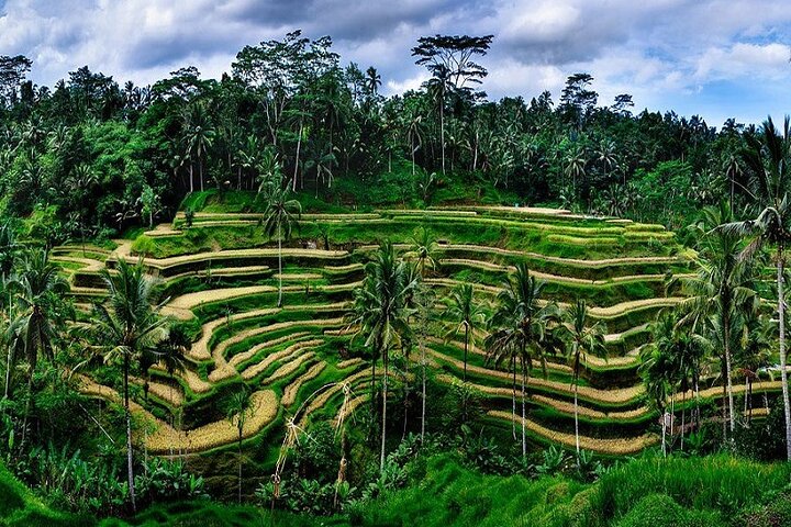 Full Day Private Tour in Ubud Indonesia - Image 1