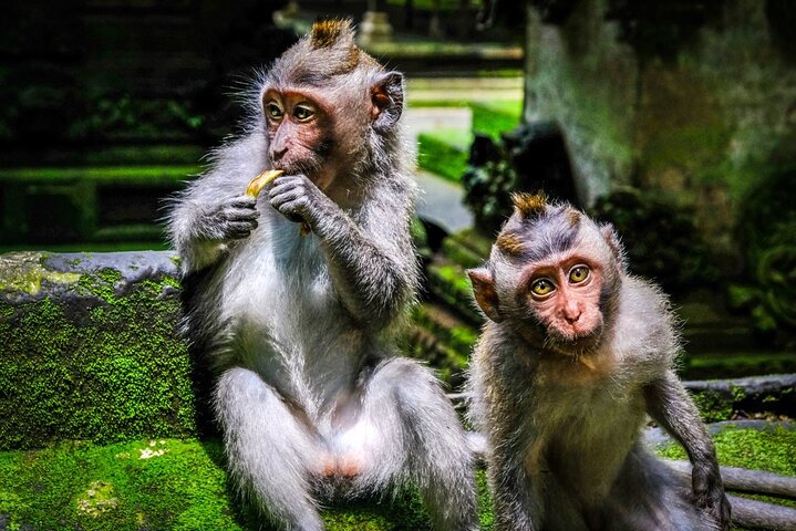 Full Day Private Tour in Ubud Indonesia - Image 2