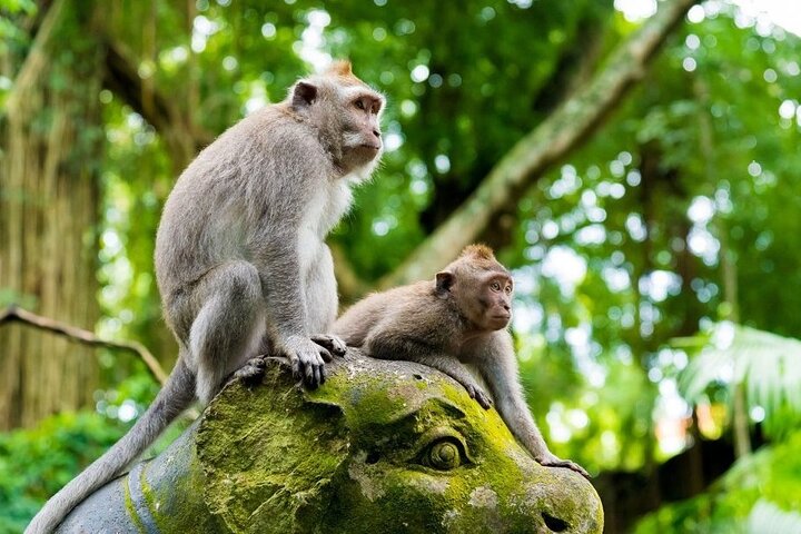 Fullday Bali Ubud Tour - Private All Inclusive - Image 1