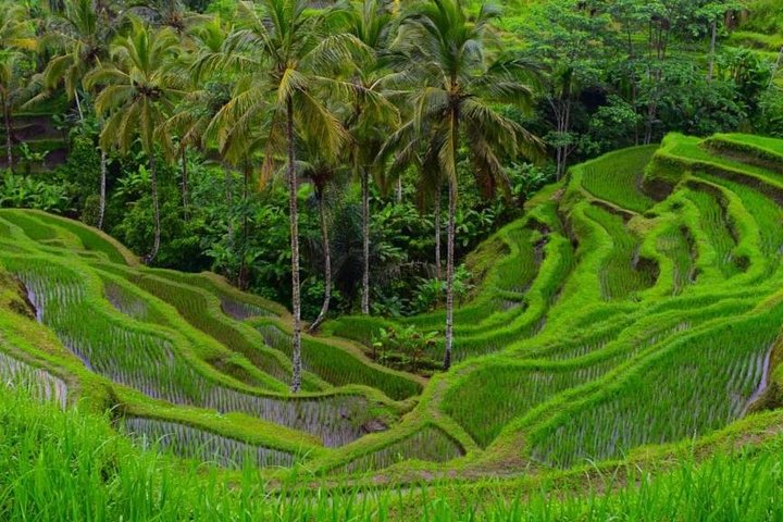 Highlights of Ubud: Nature, Rice Terrace, Waterfall, Temple and more - Image 5