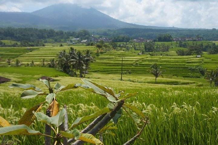 Jatiluwih Rice Terrace - World Culture Heritage from UNESCO Tour - Image 4