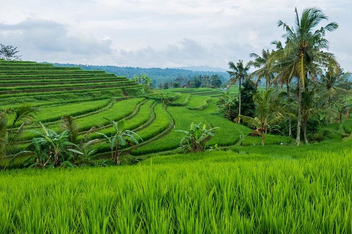 Jatiluwih Rice Terrace - World Culture Heritage from UNESCO Tour - Image 1