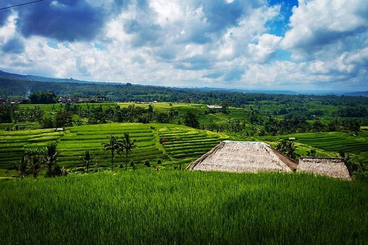 Jatiluwih Rice Terrace - World Culture Heritage from UNESCO Tour - Image 2