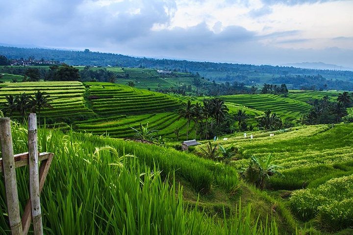 Jatiluwih Rice Terrace - World Culture Heritage from UNESCO Tour - Image 3