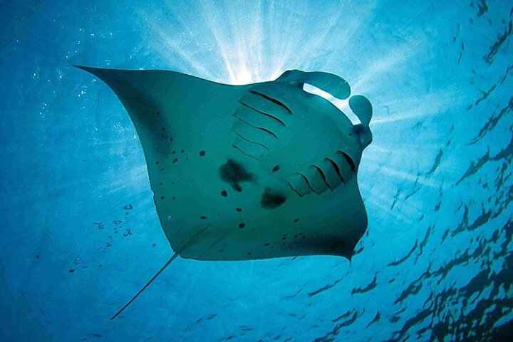  Lembongan Snorkeling and Island Tour - Image 5