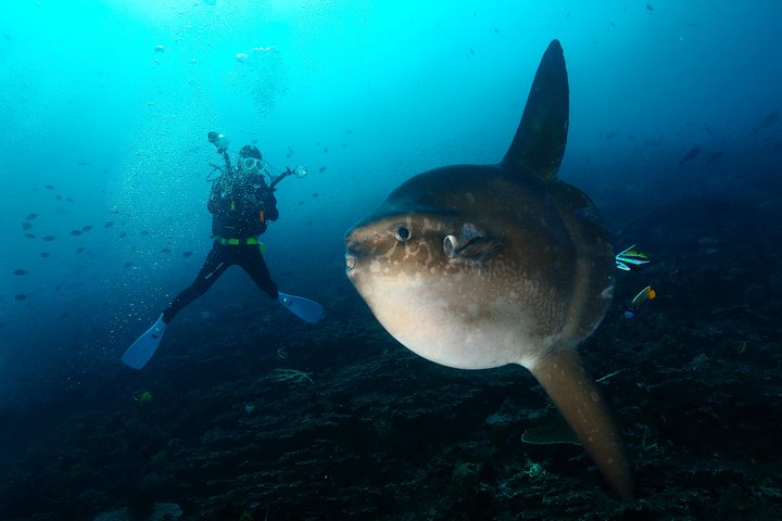 Nusa Penida Day Trip for 3 dives - Image 3