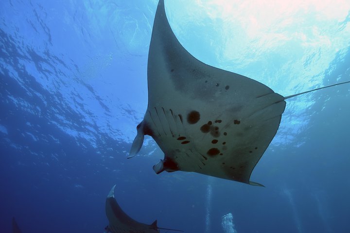 Nusa Penida Day Trip for 3 dives - Image 4