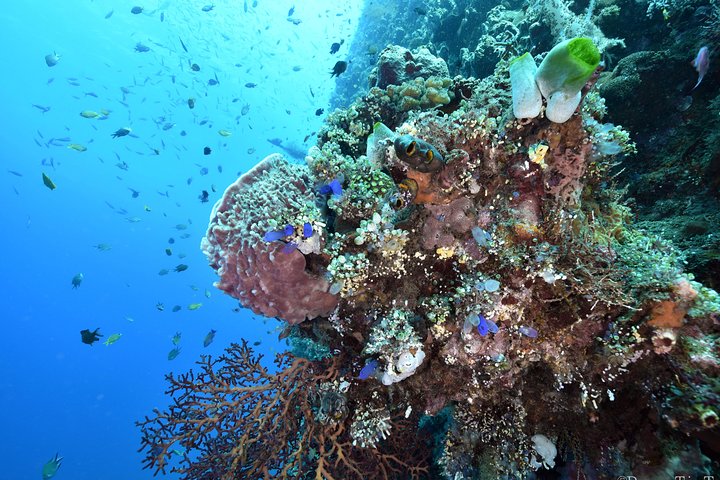 Nusa Penida Day Trip for 3 dives - Image 5