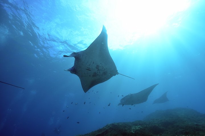 Nusa Penida Day Trip for 3 dives - Image 1