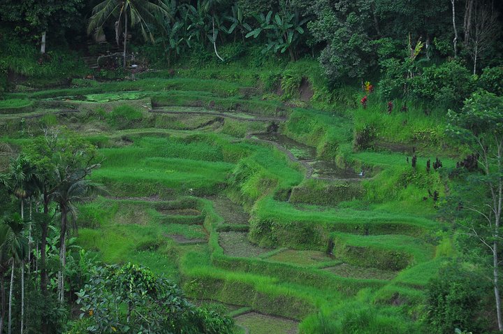 Precious Bali and Lombok Tour in 10 days - Image 5