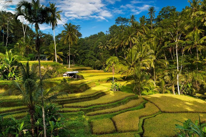 Private 4-Day Tours - Best Bali Tours Package - Best of Bali Highlights - Image 1