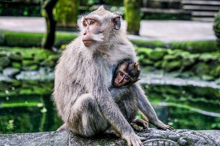 Private Bali Tour - All Inclusive  - Image 4
