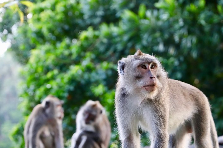 Private Customised Ubud Tour - Image 1