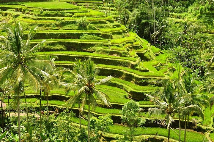 Private Shore Excursion: Bali Cultural Tour Including Tegalalang Rice Terraces and Tirta Empul Temple - Image 3