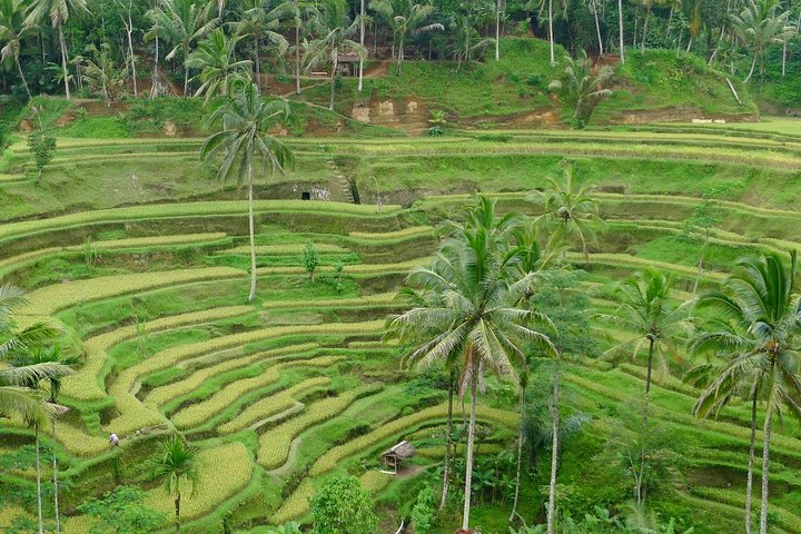 Private Shore Excursion: Highlights of Bali - Image 3