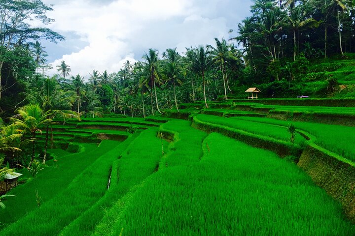 Private Shore Excursion: Ubud Art Villages and Sacred Monkey Forest - Image 5