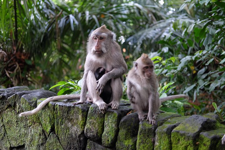Private Shore Excursion: Ubud Art Villages and Sacred Monkey Forest - Image 4