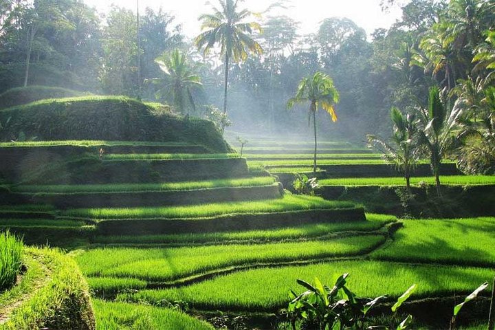 Private Tour: Batuan Temple, Tegenungan Waterfall, Elepahant Cave Free transport - Image 3