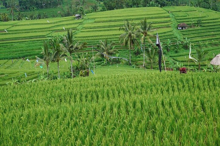 Private Tour Bayumala Waterfall And Rice Terrace UNESCO Site - Image 4