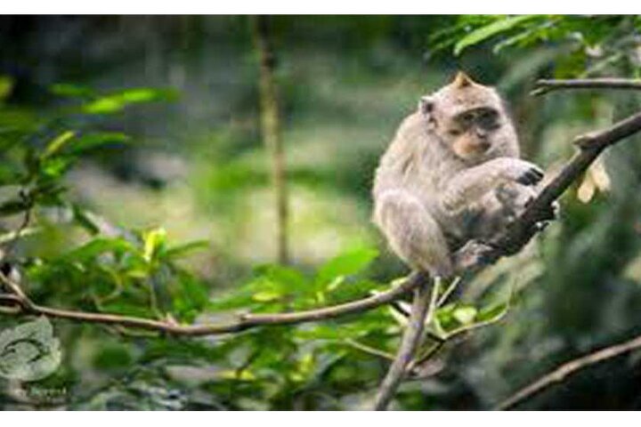 Private Tour: Tirta Empul, Tukad Cepung Waterfall & Penglipuran Village - Image 5