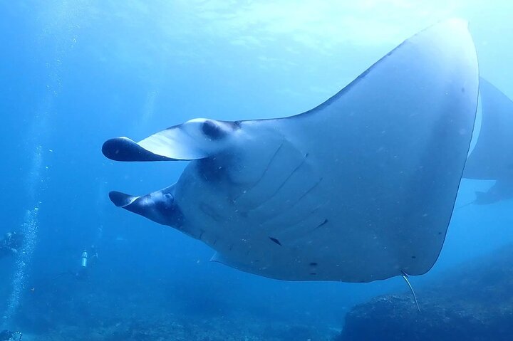 Scuba Diving In Nusa Penida - Image 2