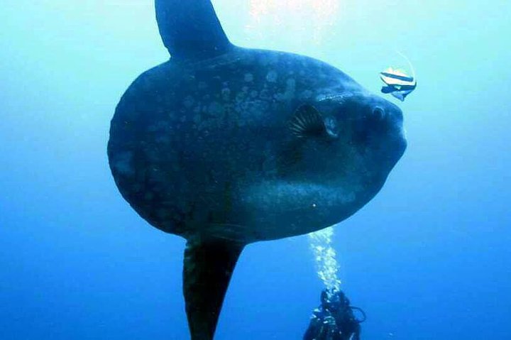 Scuba Diving in Nusa Penida - Manta Point - Image 5