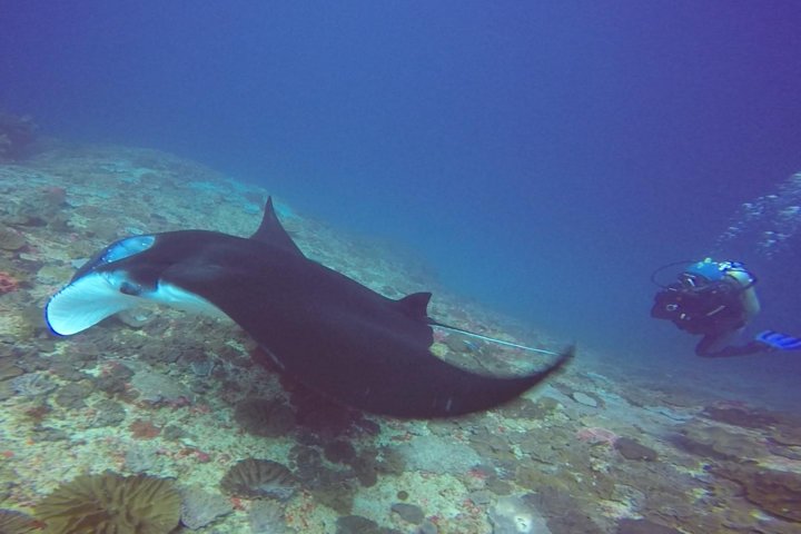 Scuba Diving in Nusa Penida - Manta Point - Image 3
