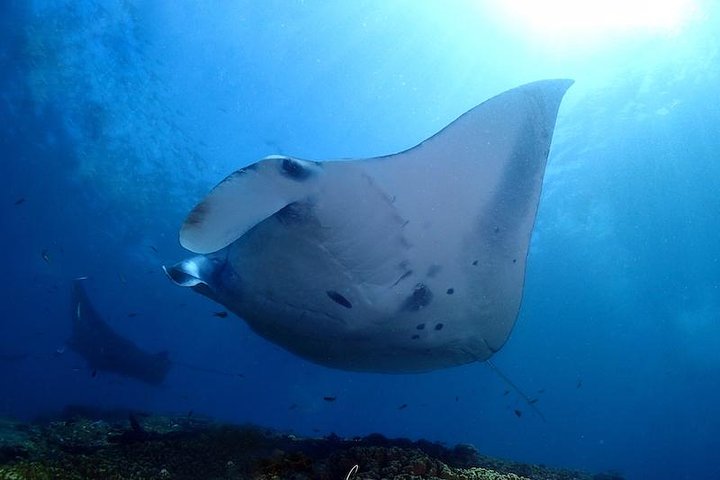 Scuba Diving in Nusa Penida - Manta Point - Image 1