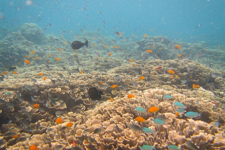 Shipwreck Snorkelling in Tulamben - Image 1