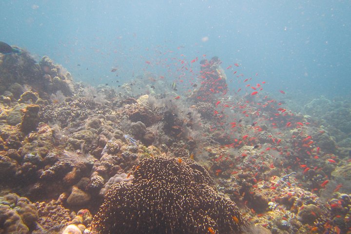 Shipwreck Snorkelling in Tulamben - Image 2