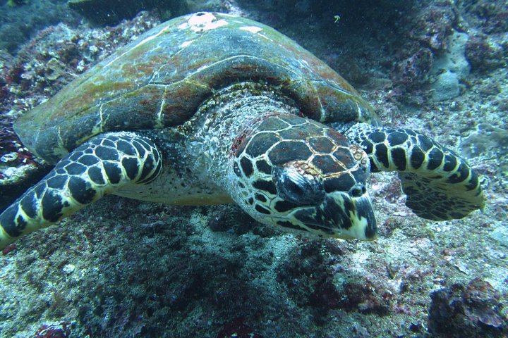 Snorkelling in Padang Bai - Image 1