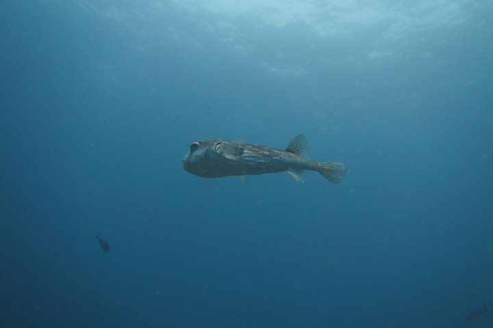 Snorkelling in Padang Bai - Image 2