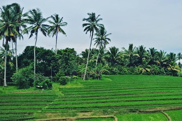 South Bali Uluwatu and Tanah Lot Temple Tour - Image 3