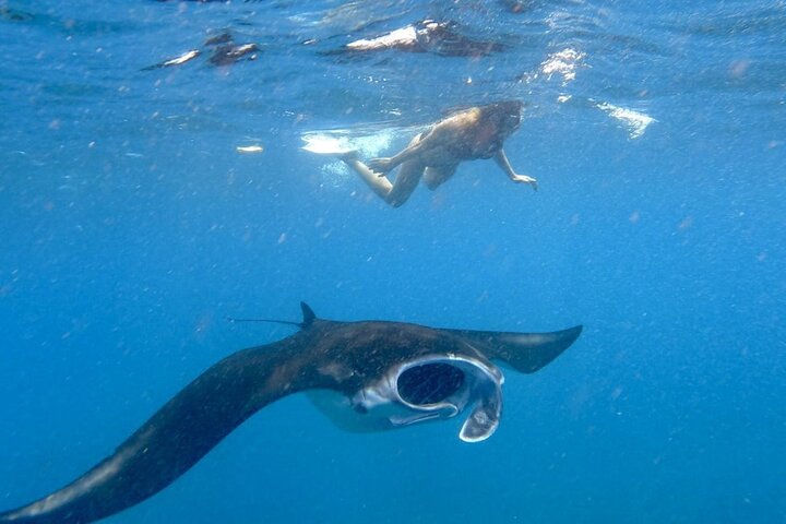 Swim with Manta Rays: Snorkeling Day Trip from Bali - Image 1