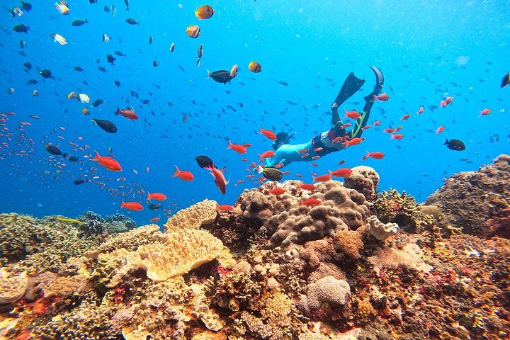 Swim with Manta Rays: Snorkeling Day Trip from Bali - Image 3
