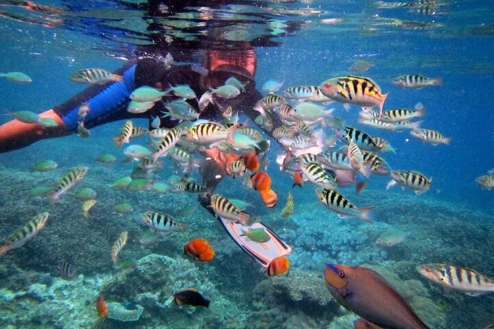 Swim with Manta Rays: Snorkeling Day Trip from Bali - Image 4