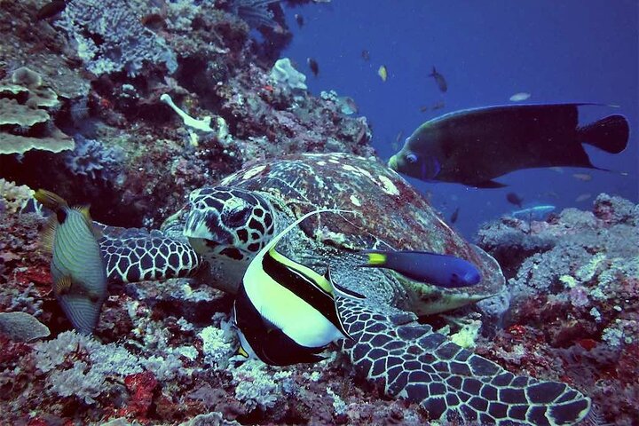 Swim with Manta Rays: Snorkeling Day Trip from Bali - Image 5
