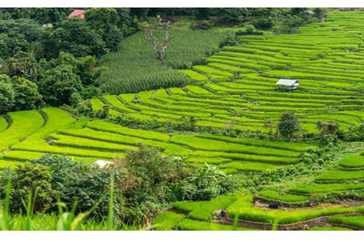 Swing Bali-Ubud Rice Terrace_Elephant Cave & Ubud Waterfall - Image 3