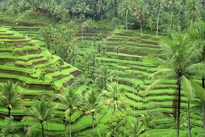 Ubud and Tanah Lot Tours - Image 4