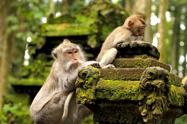 Ubud and Tanah Lot Tours - Image 5