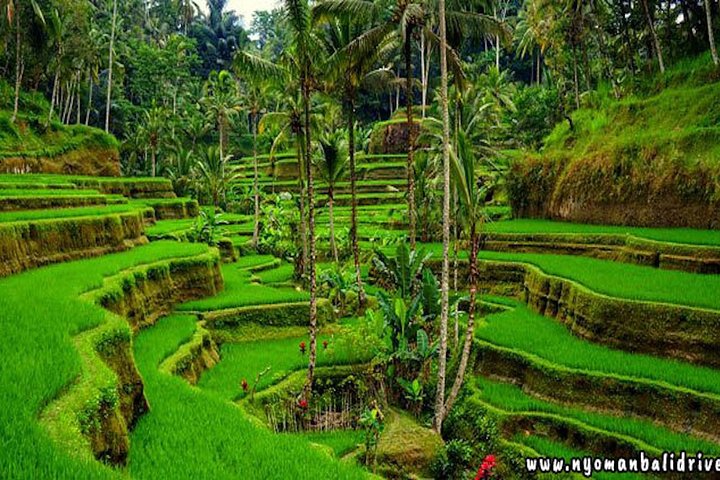 Ubud - Best central one day Tour - Image 3