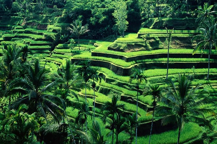 Ubud - Best central one day Tour - Image 1