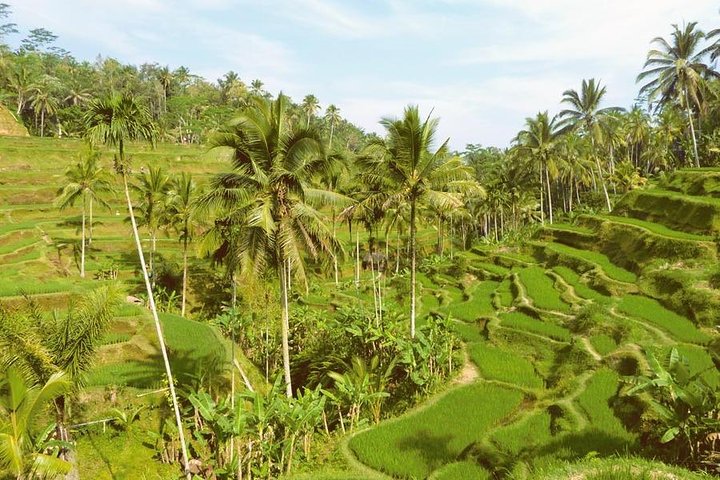 Ubud Combine Mount Batur Kintamani Tour - Image 5