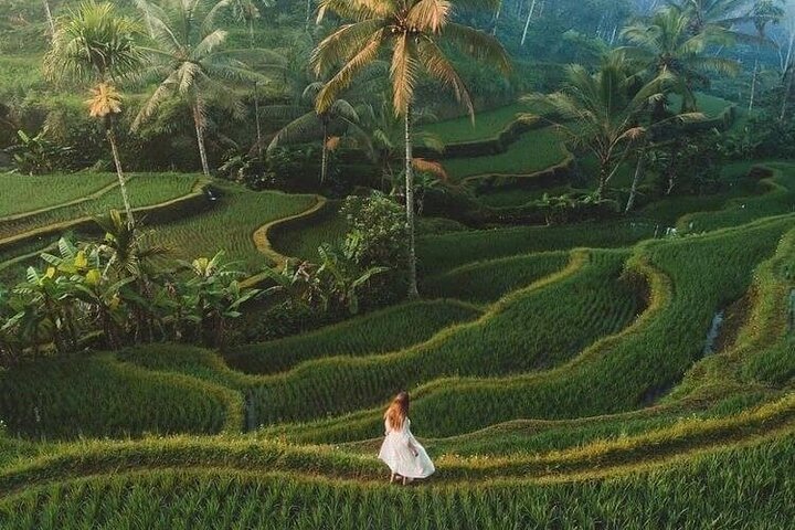 Ubud Day Trip: Monkey Forest - Temple -Rice Terrace - Waterfall - Image 5