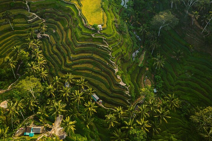Ubud Highlight Private Charter with Jungle Swing - Image 5